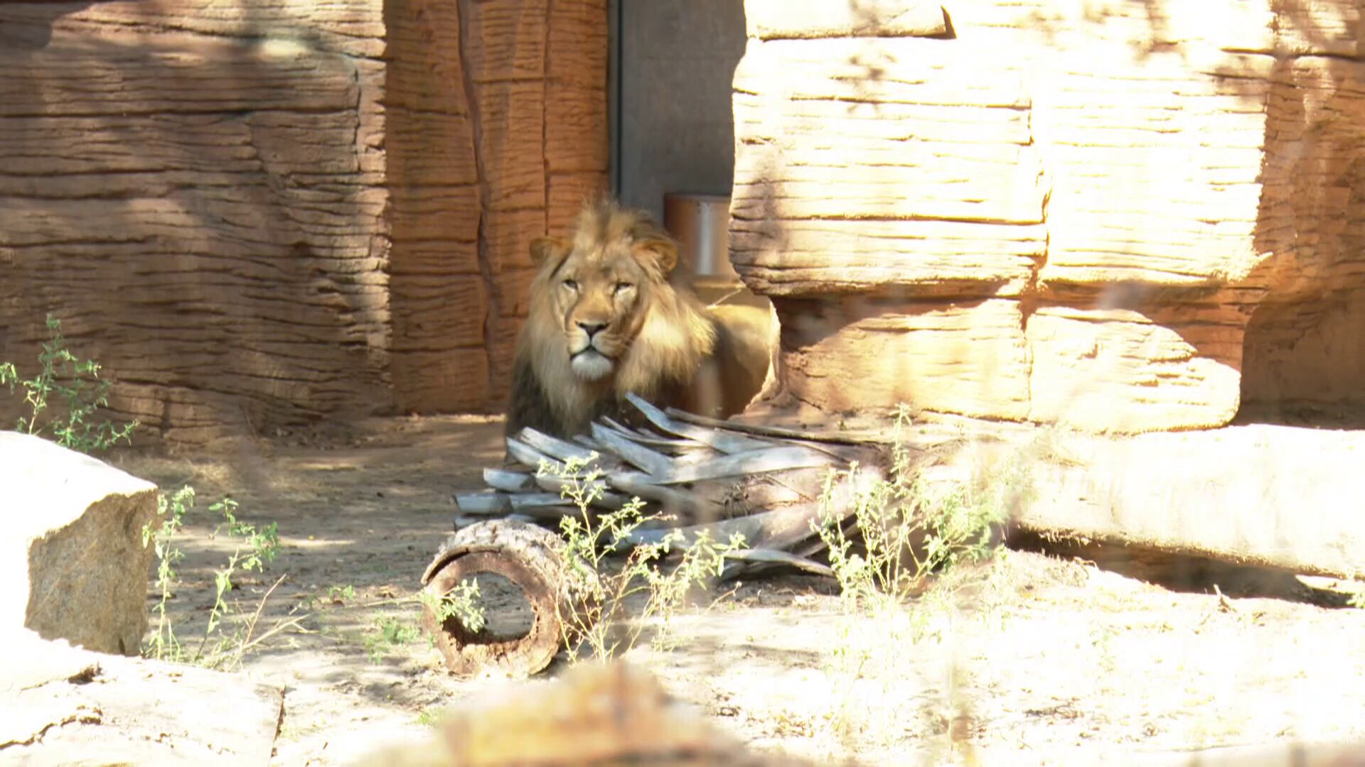 Riverbanks Zoo Seeks Rezoning for Major Expansion Project