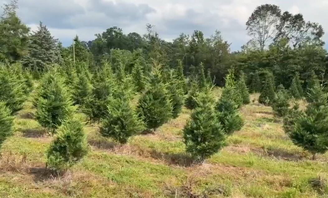 Midlands farm growing unique Christmas trees