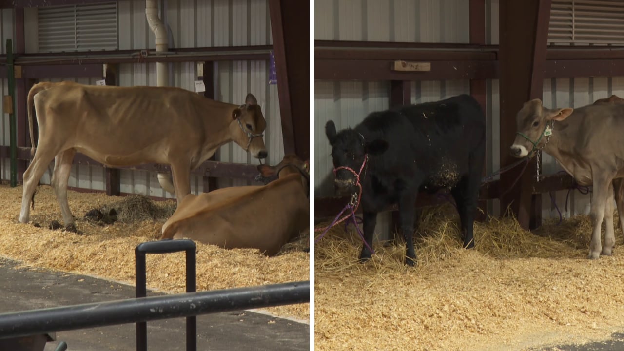 4-H and FFA students bring livestock to the SC State Fair