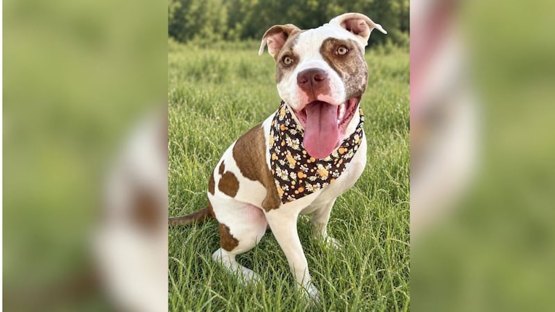 Furry Friends Friday: Meet Itachi
