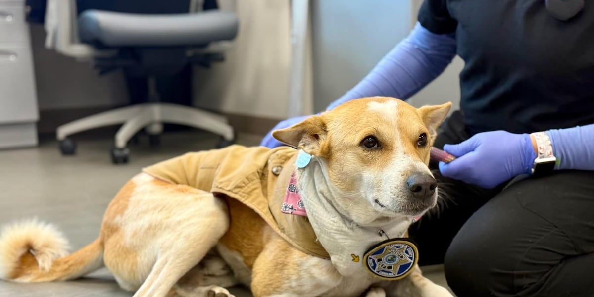 Monks Rescued Dog Dog accompanying monks on peace walk recovering after surgery