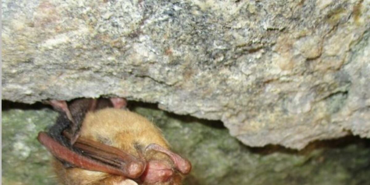 SCDNR to survey, test S.C. caves and mines for deadly bat disease