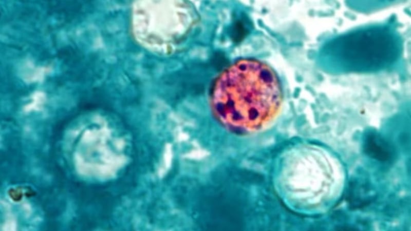 A University of South Carolina epidemiology researcher is warning the public about a potential...