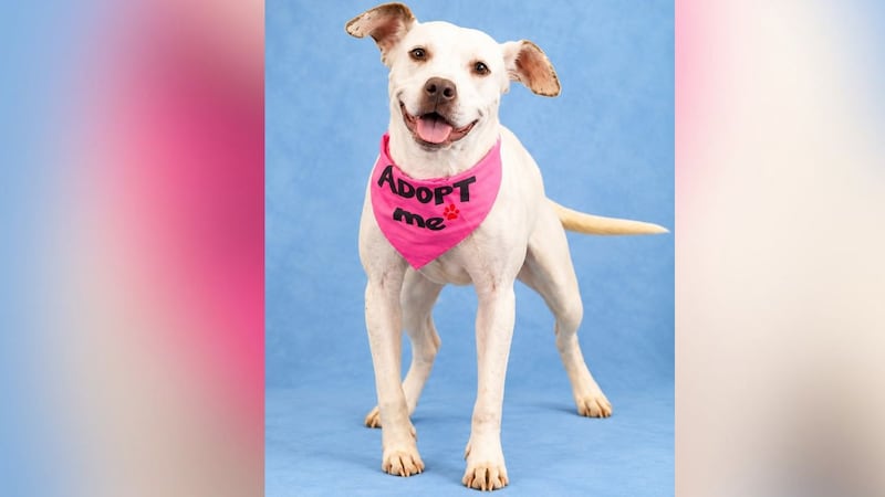 Furry Friend’s Friday: Meet Lulu