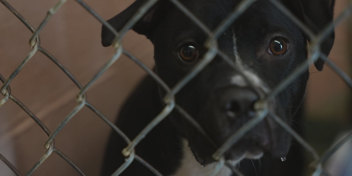 Collumibia Dogs Columbia Animal Services records show healthy dogs killed; legality at ...