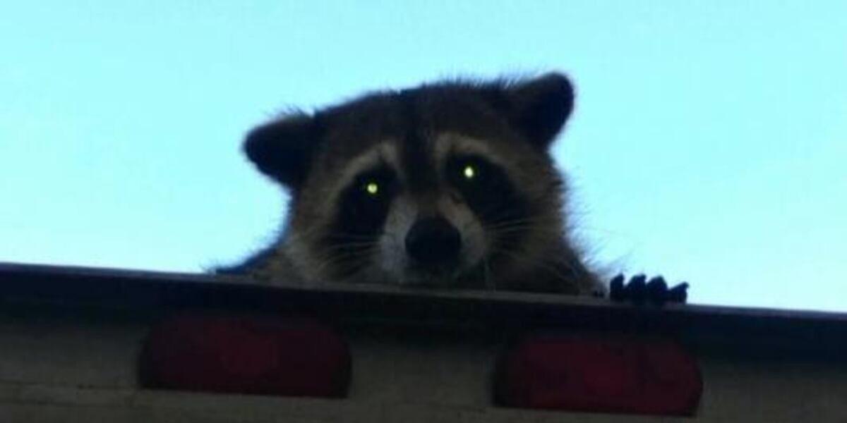 Report Raccoon DHEC reports rabid raccoon in Camden
