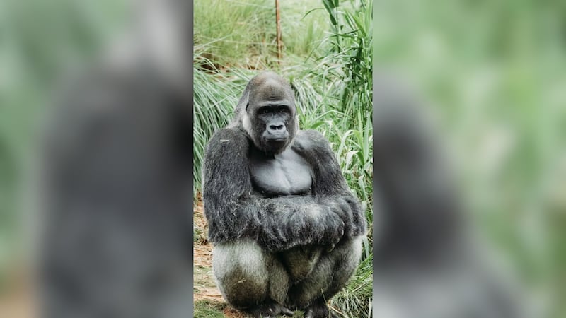 Officials at the Riverbank Zoo are sharing updates on longtime resident, Cenzoo, after...