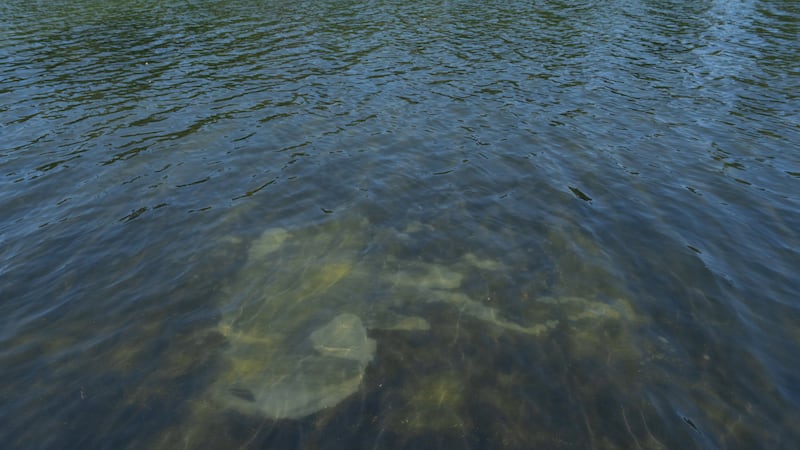 A peeling section of blue coating is seen in the Lincoln Memorial Reflecting Pool, Saturday,...