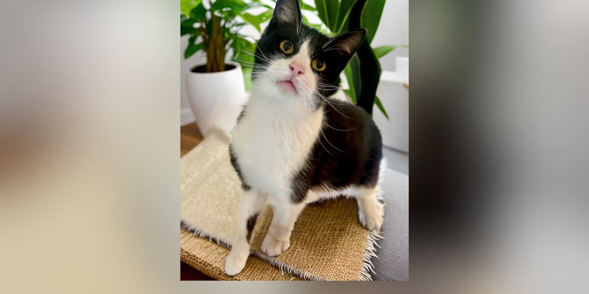 Furry Friends Friday - Pascal