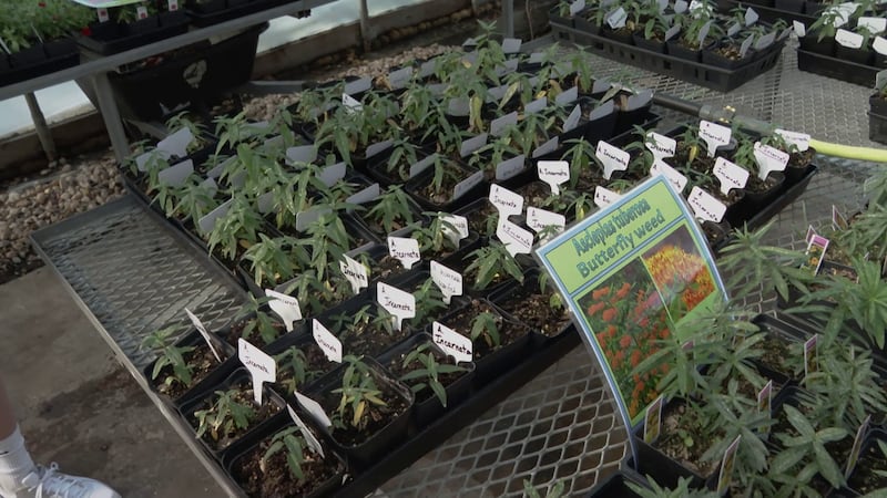 Irmo Middle School hosting pollinator plant sale to help increase SC monarch butterfly population