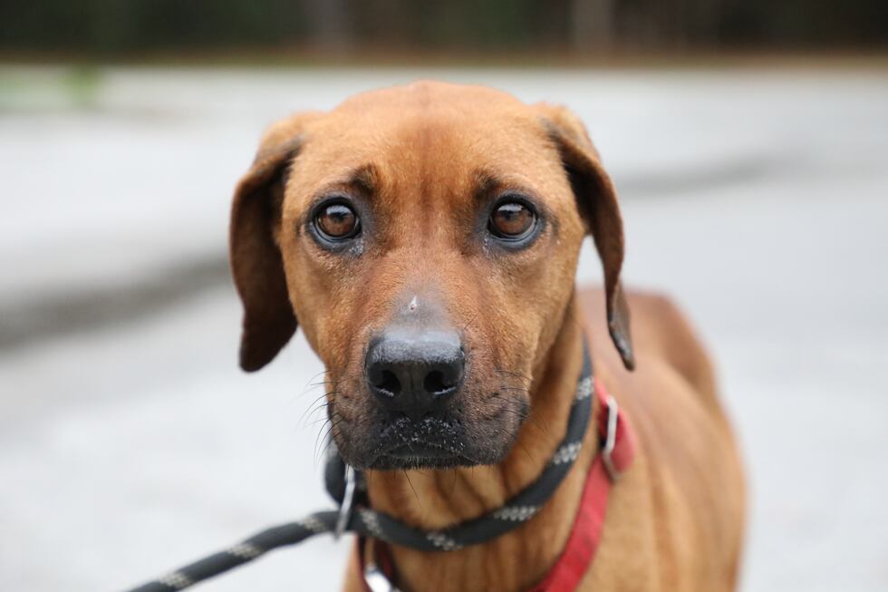 Rebel is doing much better and will available for adoption!