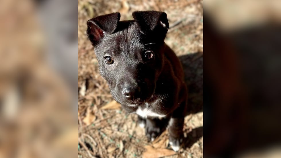Sadie is a 2-month-old Terrier mix puppy available for adoption at Pawmetto Lifeline.
