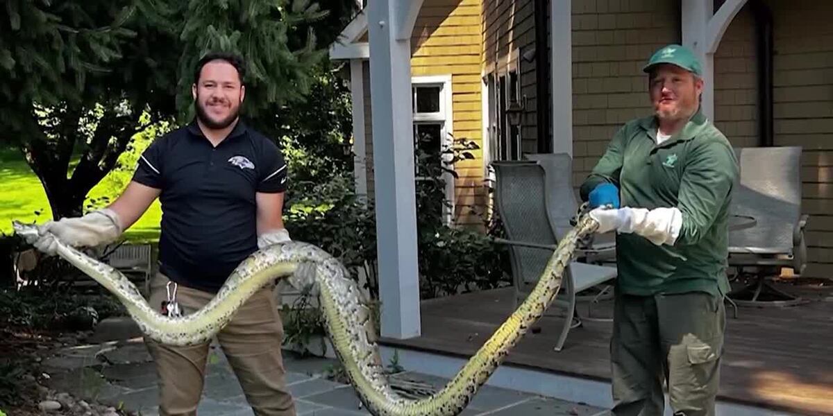100 Foot Python ‘It was pure shock’: 10-foot python found in man’s backyard