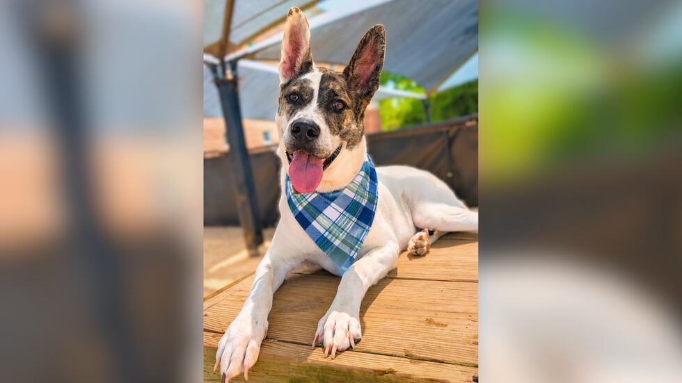 Armin is an 11-month-old Akita/Chow mix available for adoption at Pawmetto Lifeline.