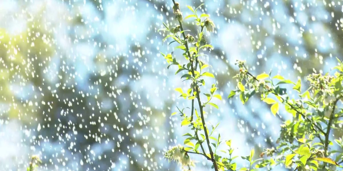 Как фермеры защищают урожай голубики от заморозков