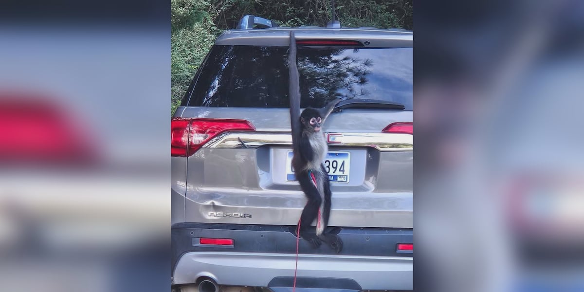 ‘I didn’t know what to think’: Runaway spider monkey causes stir in Eutawville