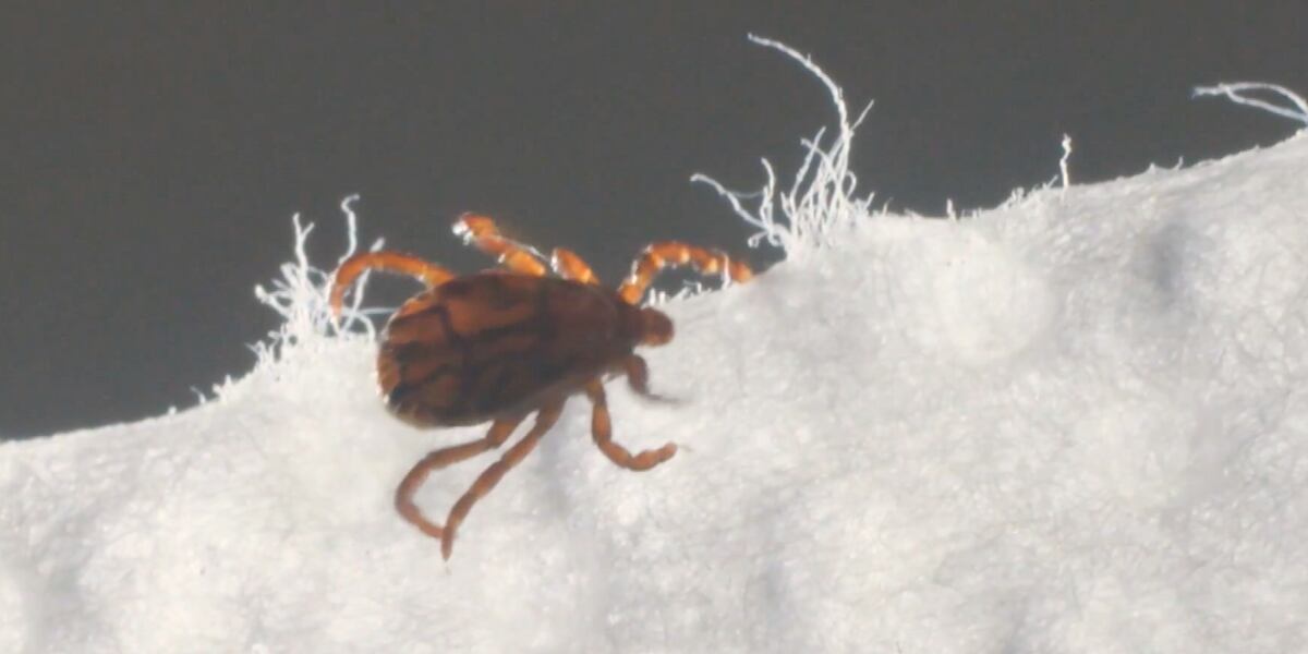 I-TEAM: Tick allergies could rise due to Helene -- but now there's hope