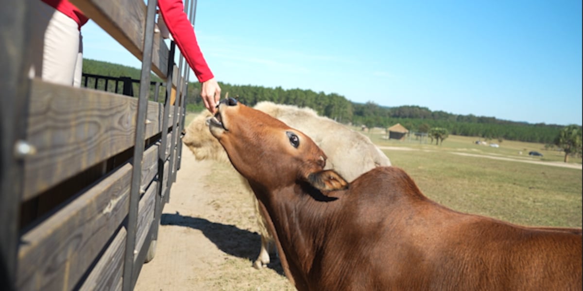 Take a Walk on the Wild Side at Eudora Wildlife Safari Park
