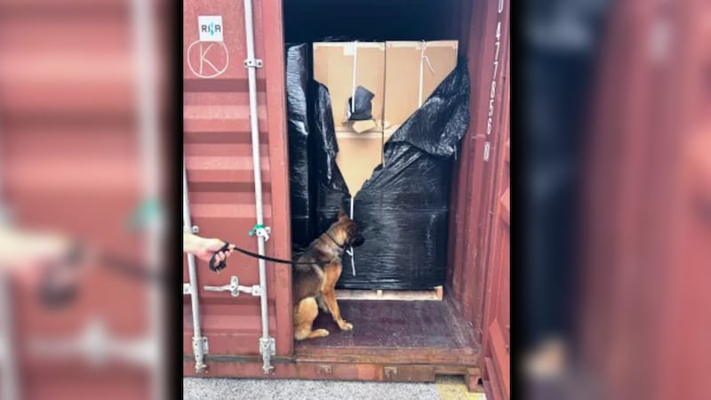 CBP K9 Letti alerted to boxes in the shipping container.