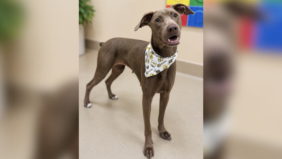 Lucy is a 2-year-old Weimaraner mix available for adoption through Pawmetto Lifeline’s Shelter...