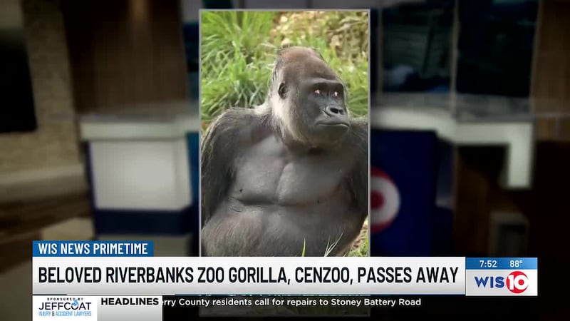A beloved gorilla at Riverbanks Zoo has died after recent health complications.