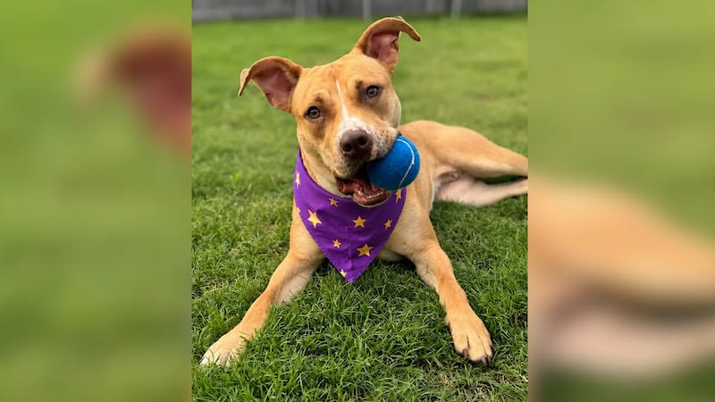 Pixie is a 2-year-old Terrier mix available for adoption through Pawmetto Lifeline’s Shelter...