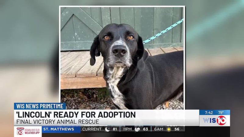 Final Victory Animal Rescue shows off Lincoln for Primetime Pups.
