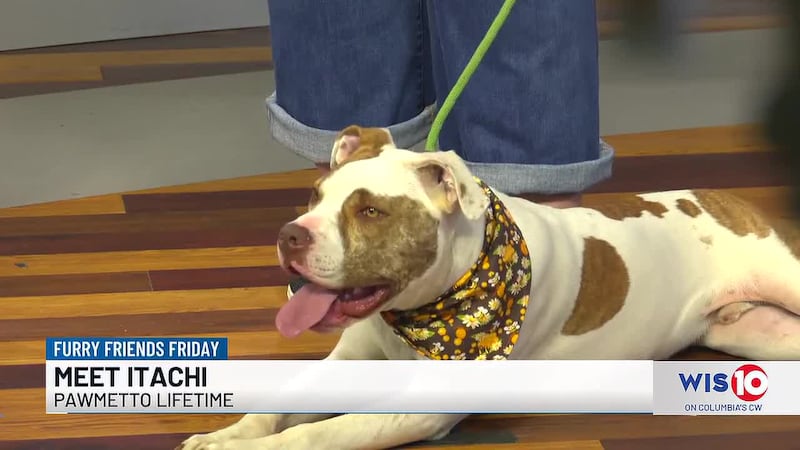 Furry Friends Friday: Meet Itachi