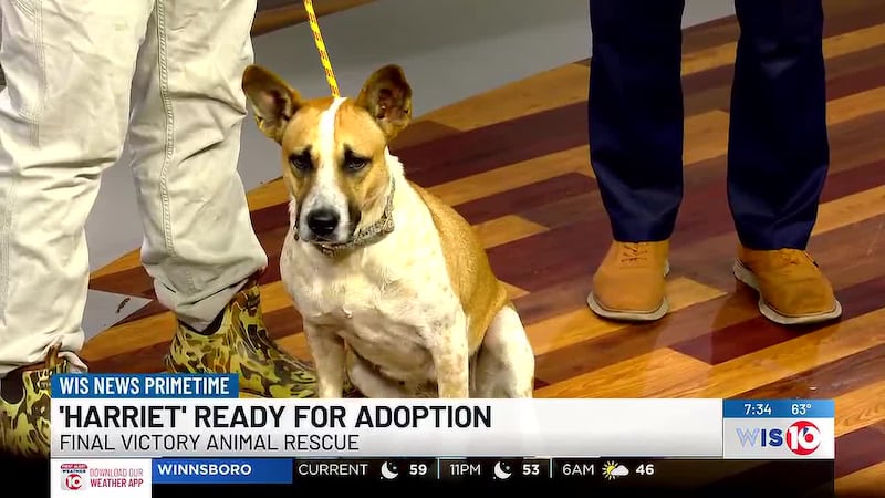 Final Victory Animal Rescue introduces their latest dog.